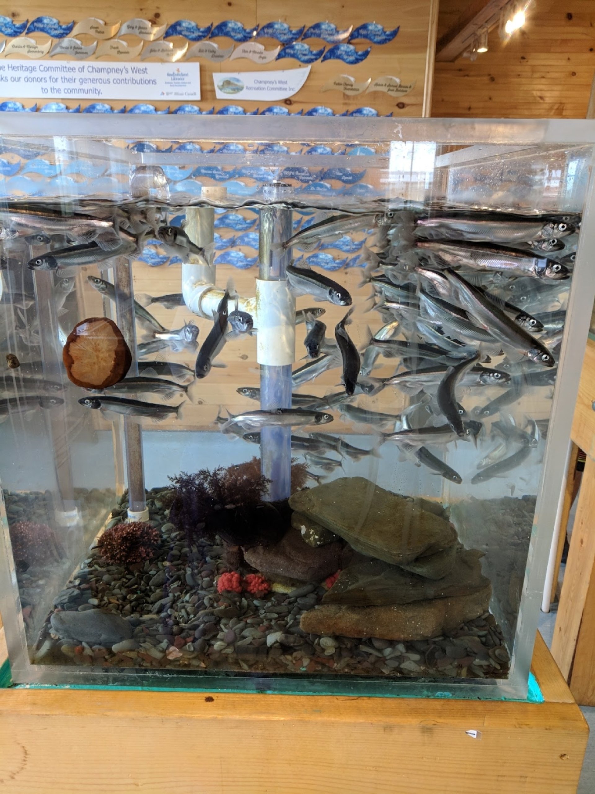 School of fish in aquarium display tank