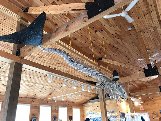 Whale skeleton display inside the aquarium