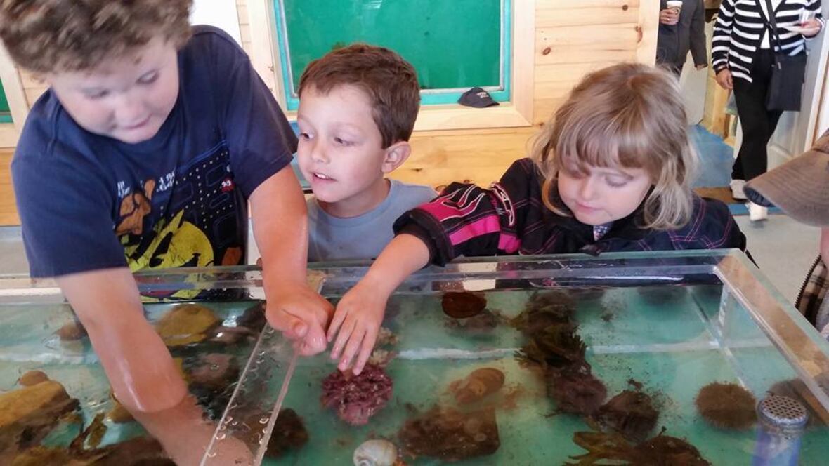 Children interacting with marine life in the touch tank